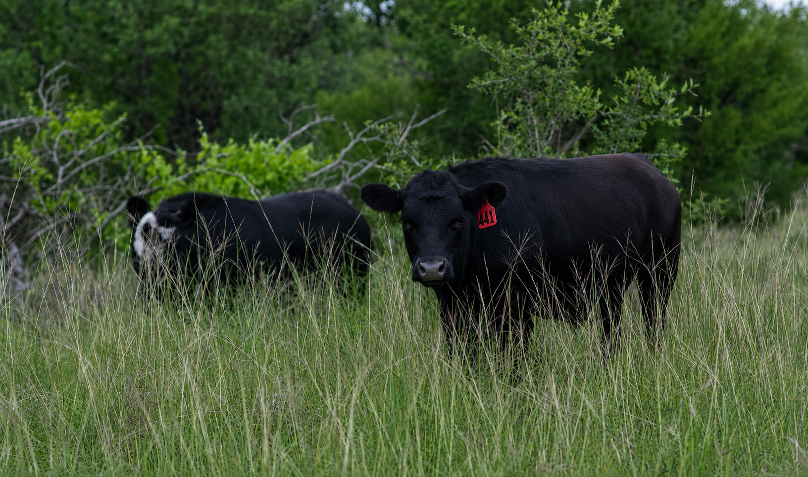 Two Black Angus cattle in Texas pasture