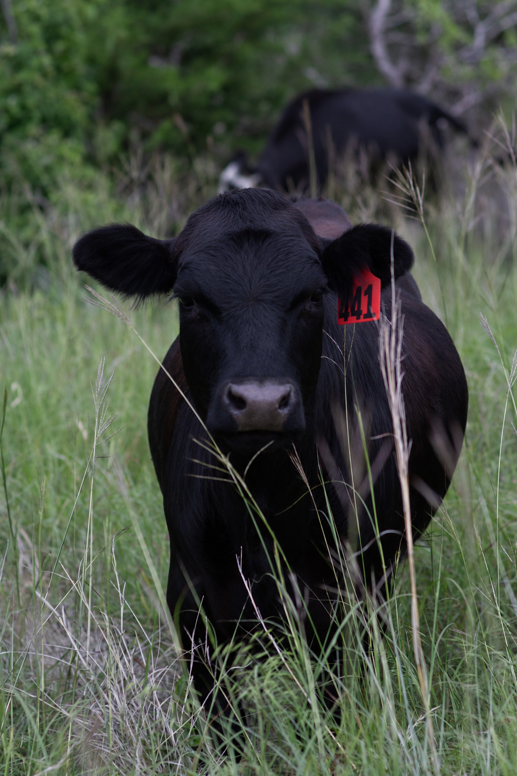 Black Angus calf in Texas pasture