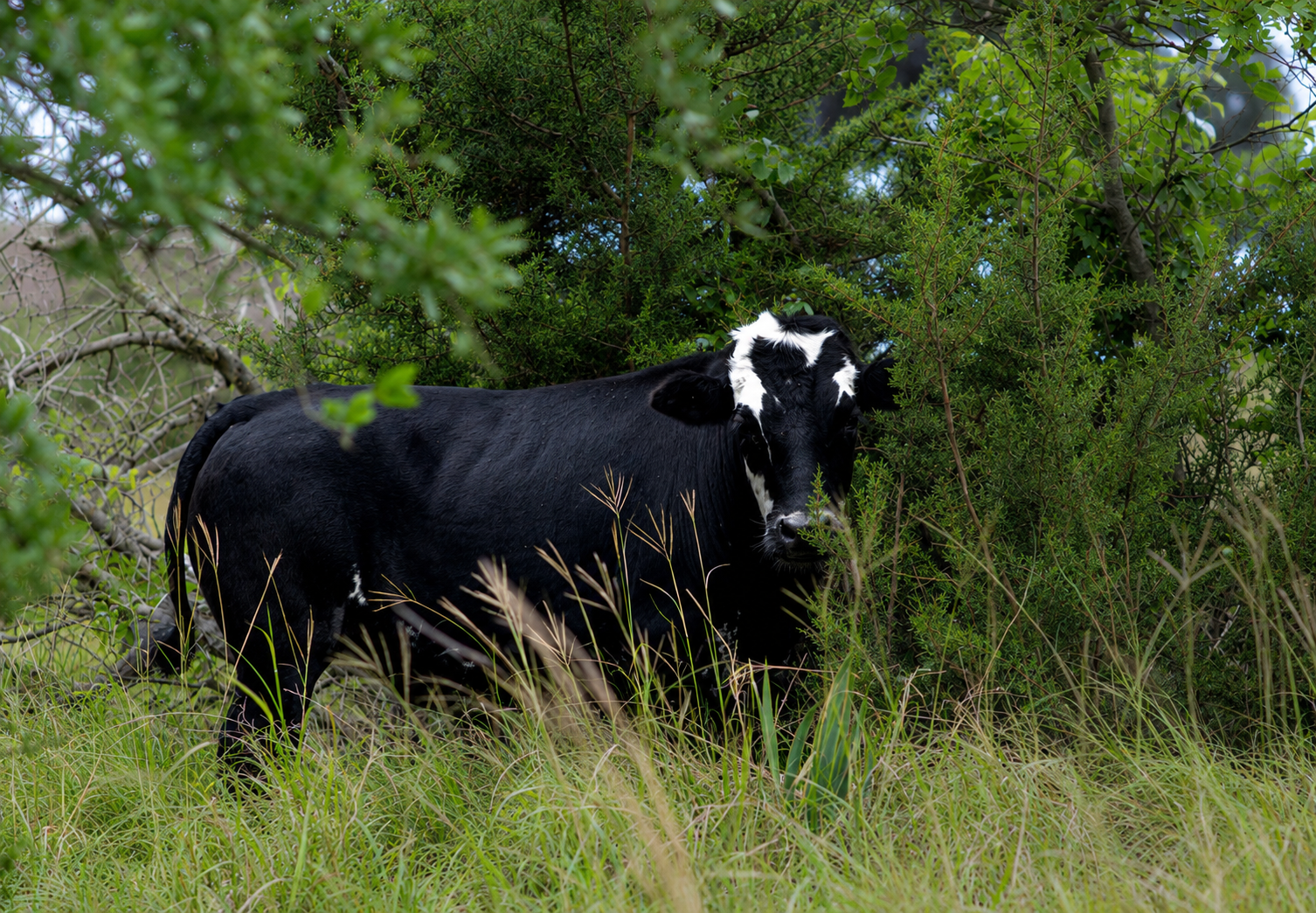 Angus in Texas pasture