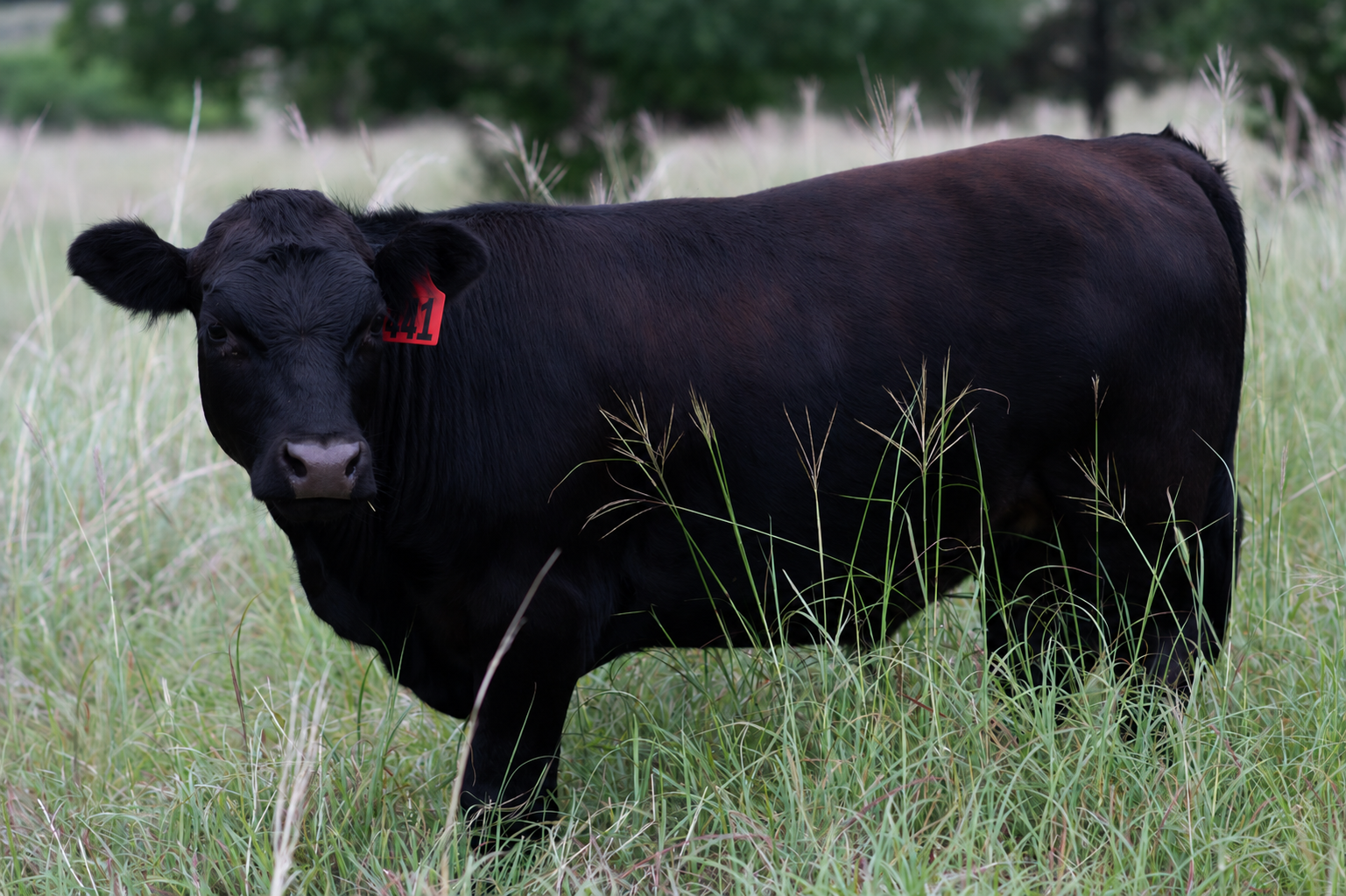 Black Angus in Texas pasture